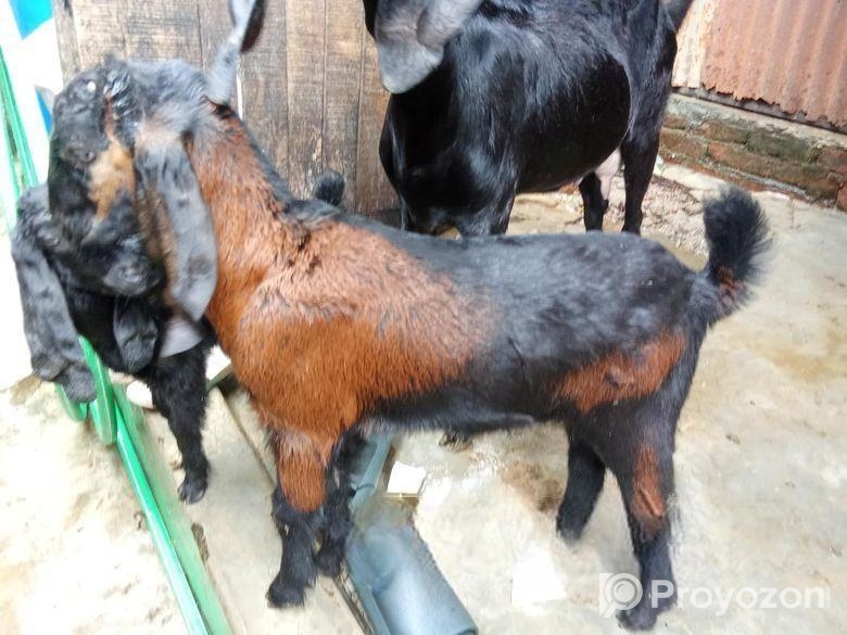 Cross Horiyana Patha