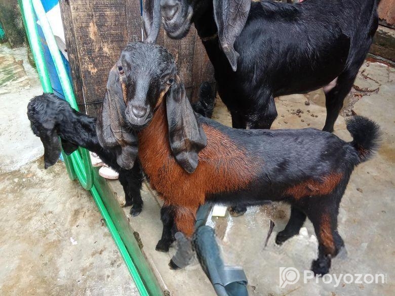 Cross Horiyana Patha