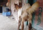পাকিস্তানের ছাগল