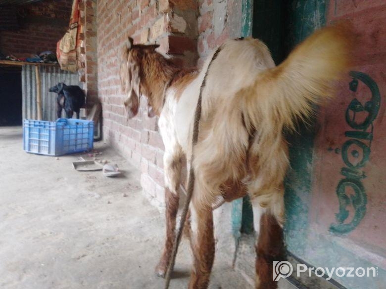 পাকিস্তানের ছাগল