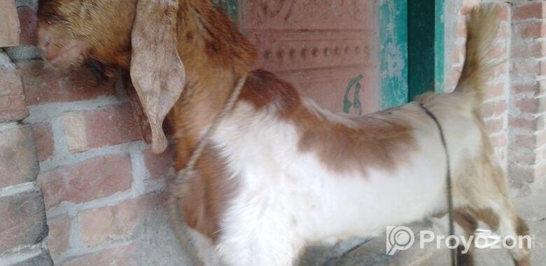 পাকিস্তানের ছাগল