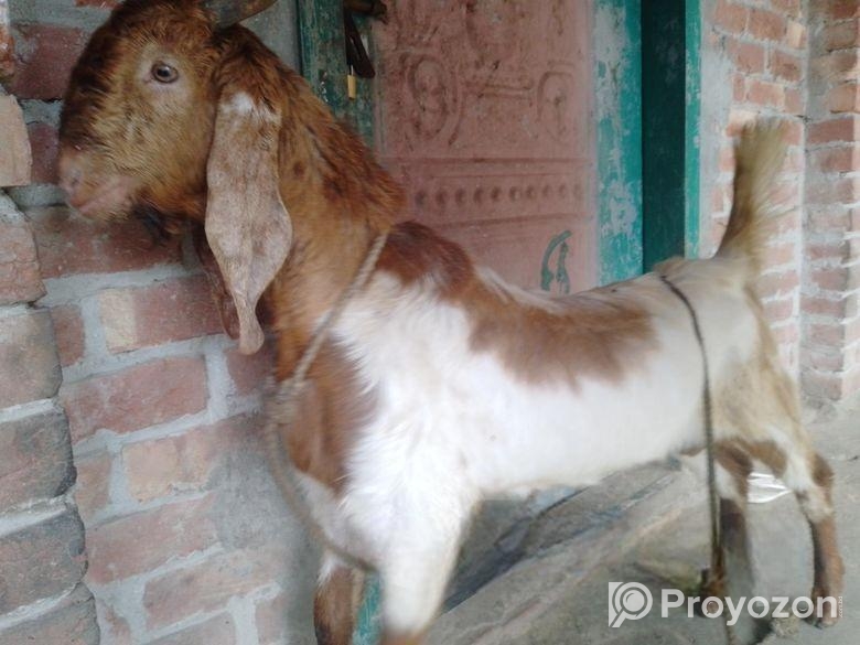 পাকিস্তানের ছাগল