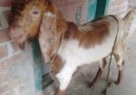 পাকিস্তানের ছাগল