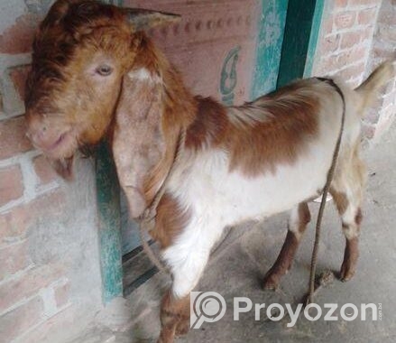 পাকিস্তানের ছাগল