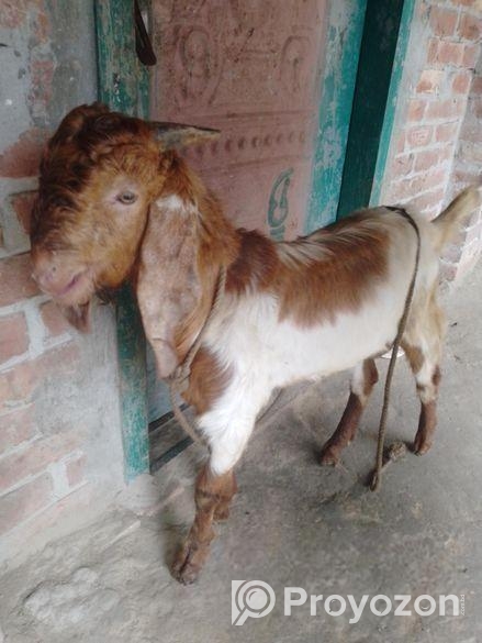 পাকিস্তানের ছাগল