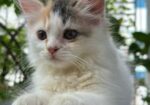 Traditional Cat For Sell