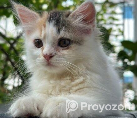Traditional Cat For Sell