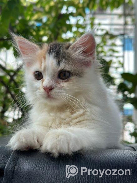 Traditional Cat For Sell