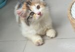 Traditional Cat For Sell