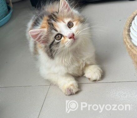 Traditional Cat For Sell