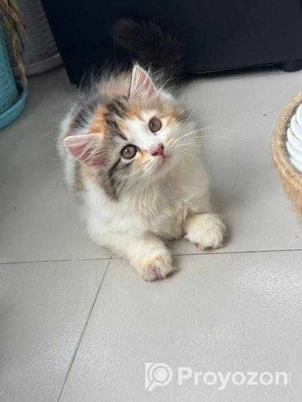 Traditional Cat For Sell