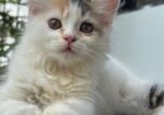 Traditional Cat For Sell