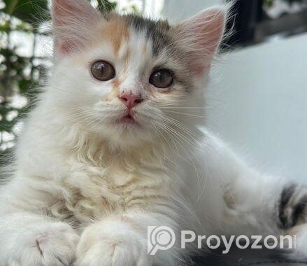 Traditional Cat For Sell