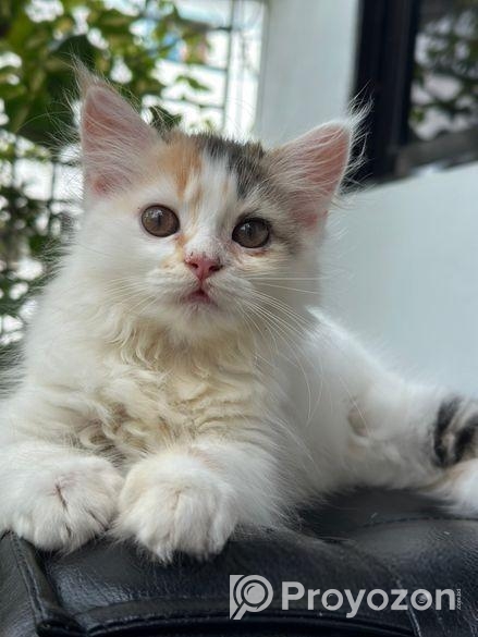 Traditional Cat For Sell