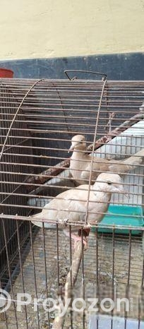 অস্ট্রেলিয়ান ঘুঘু