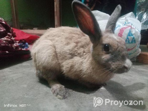 খরগোশ বিক্রি