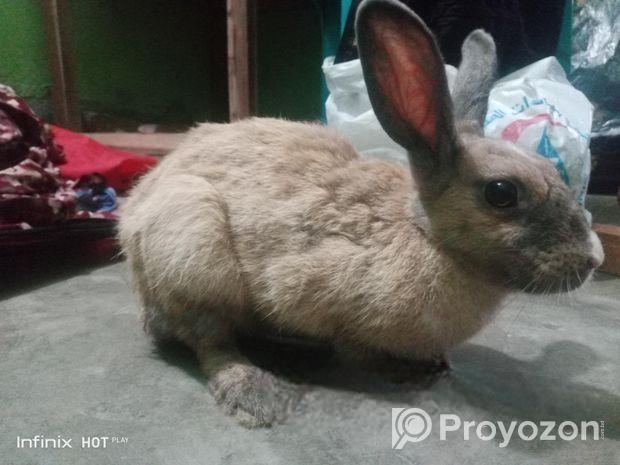 খরগোশ বিক্রি