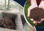খাঁটি হাওরের দেশি গরুর গোবরের সার – ১০০% জৈব