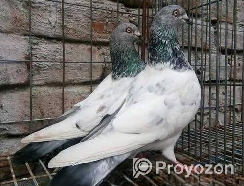 গিরিবাজ কবুতর