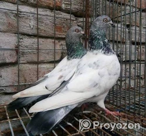 গিরিবাজ কবুতর