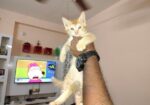 Cat for sale
