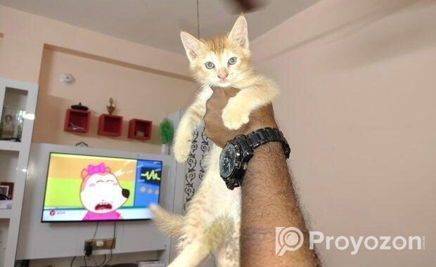 Cat for sale