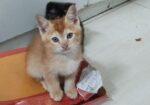 Cat for sale
