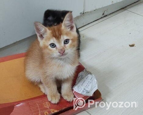 Cat for sale
