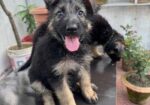 German Shepherd Dog