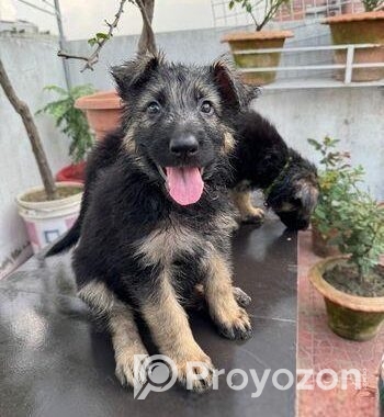 German Shepherd Dog
