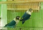Love Bird