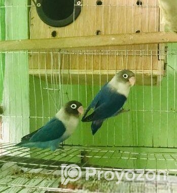 Love Bird