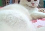 Male Cat