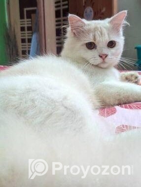 Male Cat