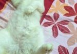 Male Cat
