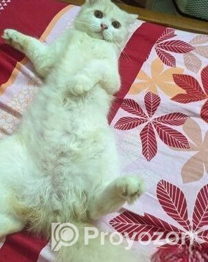 Male Cat