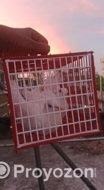 ডিম সহ একজোড়া রানিং ঘুঘু বিক্রি হবে