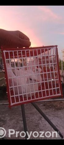 ডিম সহ একজোড়া রানিং ঘুঘু বিক্রি হবে