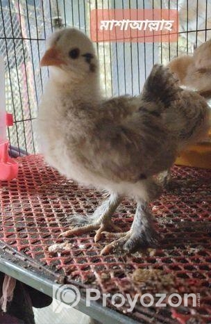 কলম্বিয়ার লাইট ব্রাহামার বাচ্চা