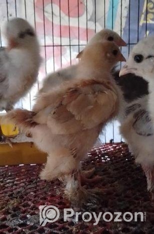 কলম্বিয়ার লাইট ব্রাহামার বাচ্চা