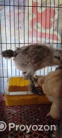 কলম্বিয়ার লাইট ব্রাহামার বাচ্চা