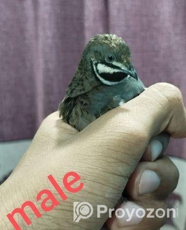 কিং কোয়েল