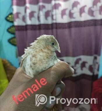 কিং কোয়েল