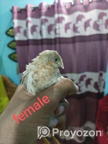 কিং কোয়েল