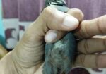 কিং কোয়েল