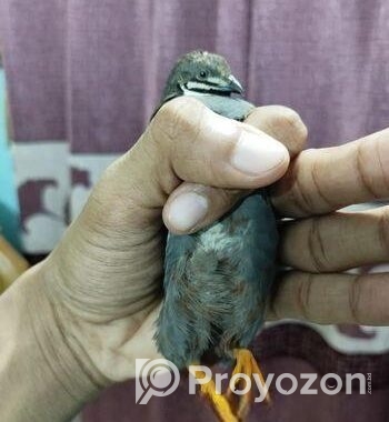 কিং কোয়েল