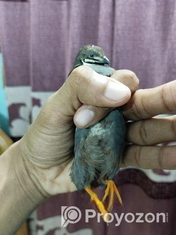 কিং কোয়েল