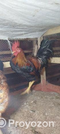 দেশি মোরগ