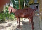 তোতা ছাগল বিক্রি