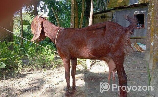 তোতা ছাগল বিক্রি